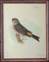 Load image into Gallery viewer, Vintage Bird Framed Prints
