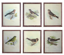 Load image into Gallery viewer, Vintage Bird Framed Prints
