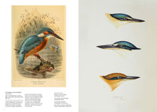 Load image into Gallery viewer, Bird: Avian Illustration

