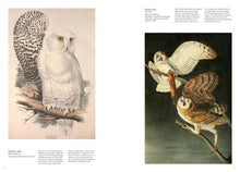 Load image into Gallery viewer, Bird: Avian Illustration

