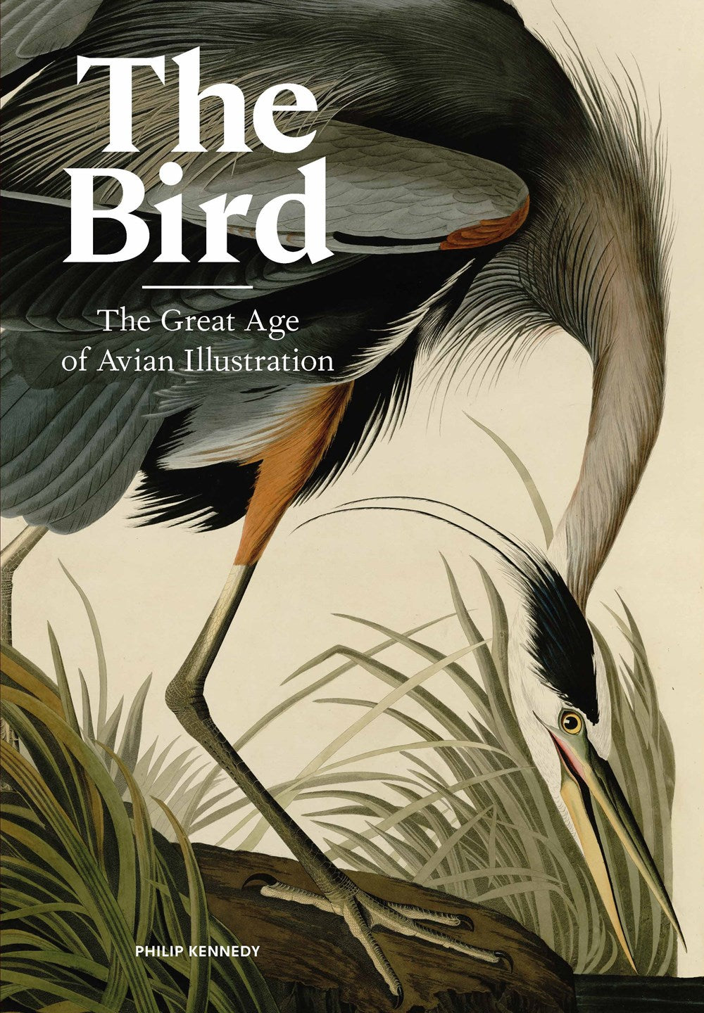 Bird: Avian Illustration